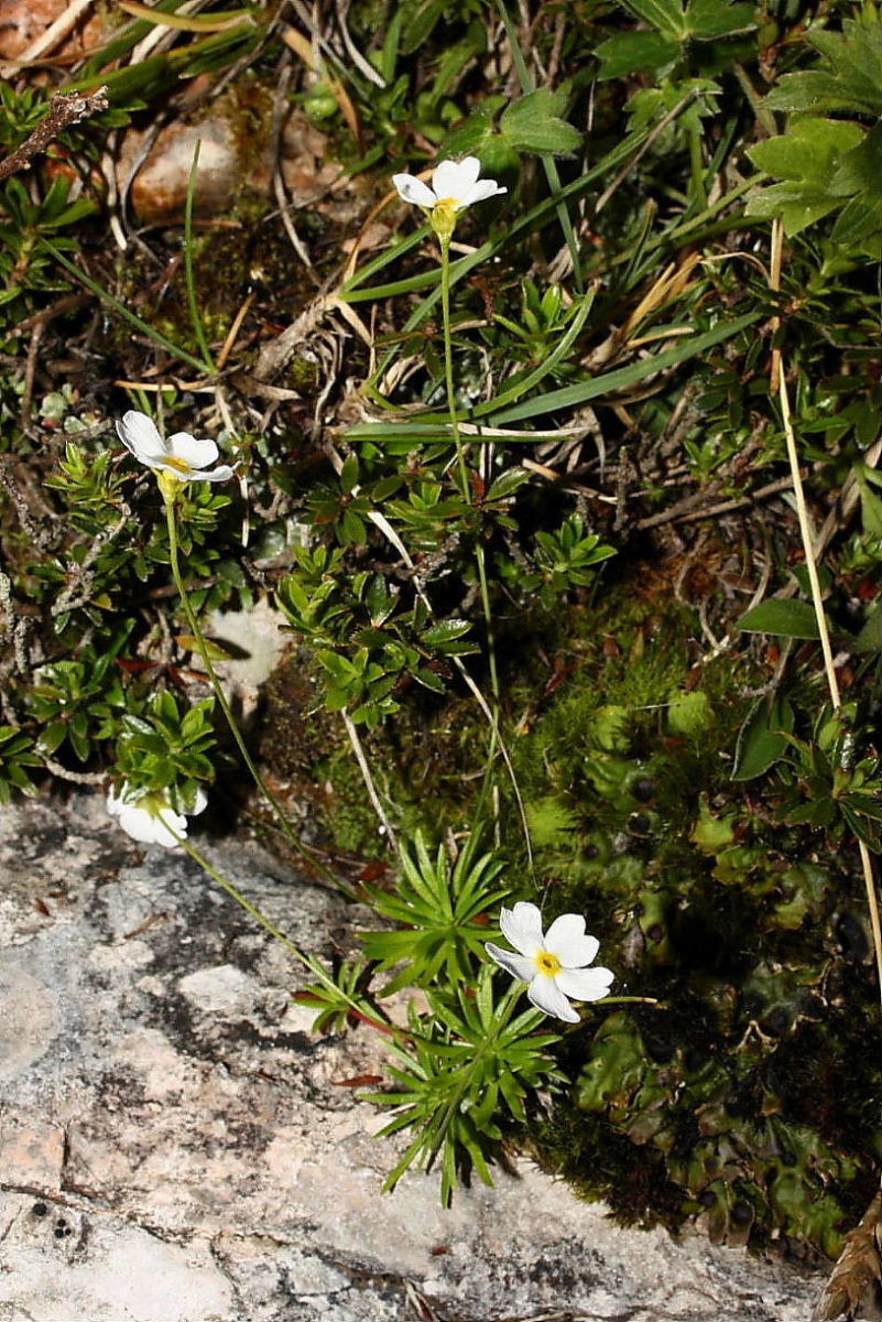 Androsace lactea /  Androsace lattea